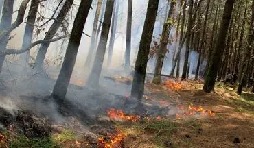 تکرار فاجعه آتش‌سوزی هیرکانی | توسکستان گرفتار شعله‌ها