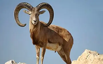 کشف لاشه دو راس قوچ وحشی در درمیان