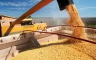  فائو: قیمت جهانی گندم و ذرت کاهش یافت 