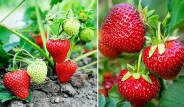 توت‌فرنگی؛ محبوب اما آلوده‌ترین میوه جهان!