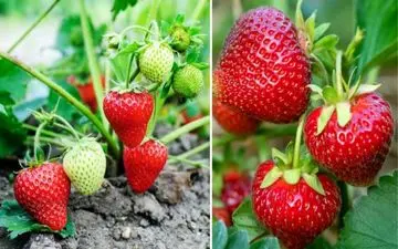 توت‌فرنگی؛ محبوب اما آلوده‌ترین میوه جهان!