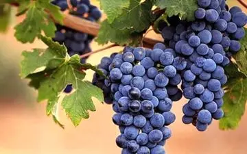 از خواص بی نظیر انگور یاقوتی خبر دارید؟

