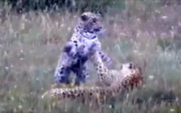  لحظه مواجهه هولناک و اتفاقی طبیعتگرد ایرانی با ۲ پلنگ!