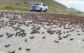 هجوم ملخ‌های مراکشی و ایتالیایی به پارس آباد مغان