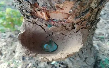 از فواید مصرف سقز خبر داری؟ | ازین به بعد حتما سقز بخور!