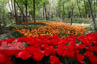 گزارش تصویری از لاله های زیبای بهاری در باغ ایرانی
