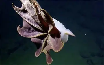 شبح هشت پا در اعماق اقیانوس‌ها! +فیلم 