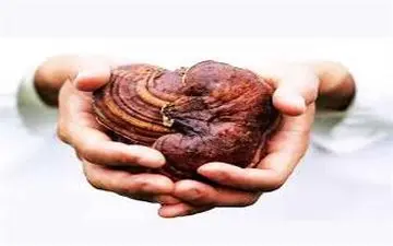  قارچی که عمرتان را طولانی می‌کند