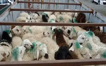 تریلی حامل 150 رأس دام قاچاق در نیشابور توقیف شد