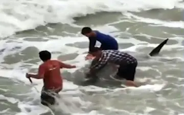 نجات یک کوسه بزرگ به دست ماهی‌گیران 