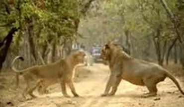لحظه رویارویی دو شیر در پارک ملی هند 
