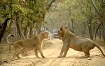 لحظه رویارویی دو شیر در پارک ملی هند 