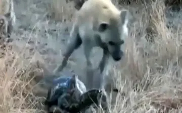 ربودن شکار مار پیتون توسط کفتارها + فیلم