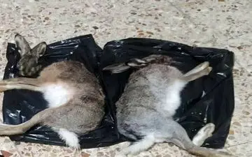 
دستگیری دو شکارچی غیرمجاز خرگوش در دهگلان
