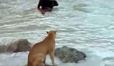 ویدیویی دیدنی و هیجان انگیز از فرار توله خرس از چنگ شیرکوهی
