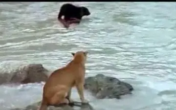 ویدیویی دیدنی و هیجان انگیز از فرار توله خرس از چنگ شیرکوهی