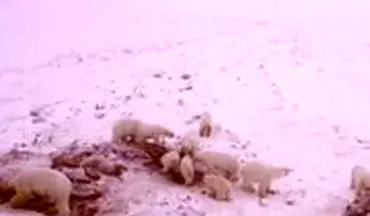 هجوم ۵۶ خرس به روستایی در شمال شرق روسیه