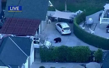 حمله خرس گرسنه به یک مدرسه ابتدایی 