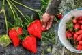شستشوی توت فرنگی: روش‌های اصولی برای جلوگیری از مسمومیت