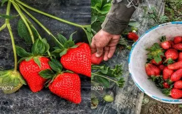 شستشوی توت فرنگی: روش‌های اصولی برای جلوگیری از مسمومیت