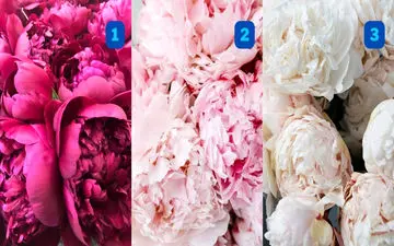 تست شخصیت: با انتخاب گل پائونیا ماهیت رمانتیک خود را کشف کنید!
