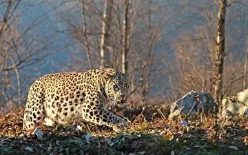 چند تصویر امیدوارکننده از پلنگ در ارتفاعات مازندران