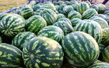 استفاده از پودر موبر در تولید هندوانه