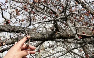 سرما ۸۱۵ میلیارد تومان به باغ‌های استان تهران خسارت وارد کرد