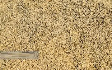 سید رضا حسینی: برخی سودجویان، کالاهای وارداتی را به قیمت آزاد می‌فروشند