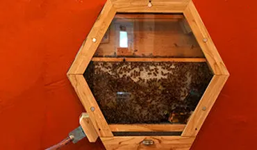 مشاهده زندگی اجتماعی زنبورهای عسل در اتاق پذیرایی + فیلم 