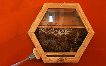 مشاهده زندگی اجتماعی زنبورهای عسل در اتاق پذیرایی + فیلم 