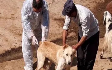 
هاری و دقیقه‌های بی بازگشت/چه کسی می داند قربانی بعد کیست؟