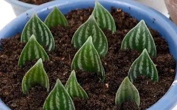 گل قاشقی را به راحتی در خانه خودتان تکثیر کنید: راهنمای تصویری گام به گام