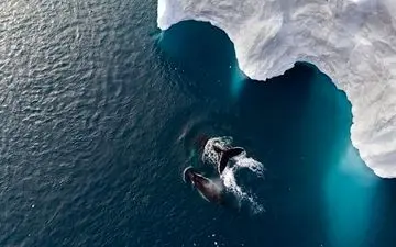  عکس منتخب نشنال جئوگرافیک | شنای دو نفره