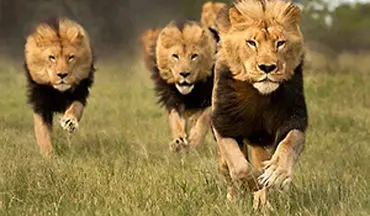 وقتی بازی با دم شیر برای کشور ارز آور می‌شود
