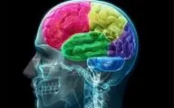  مزاج مغز شما کدام است؟