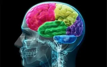  مزاج مغز شما کدام است؟