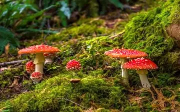 کشف قارچ‌هایی که سرطان را متوقف می‌کنند