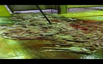 
معدوم سازی 400 قطعه مرغ غیر قابل مصرف انسانی در کرمانشاه