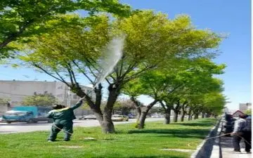 
آغاز عملیات سم‌پاشی درختان نارون شهر کرمانشاه