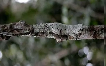 خیلی بعید است بتونی مارمولک  گمشده در تصویر رو پیدا کنی/ شانس خودت رو امتحان کن!