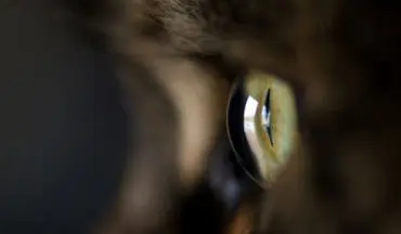 گربه نفرین‌شده سیاه که شباهت عجیبی به انسان دارد!+فیلم
