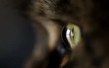 گربه نفرین‌شده سیاه که شباهت عجیبی به انسان دارد!+فیلم