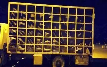 
توقیف خودروی حمل غیربهداشتی مرغ زنده در سرپل‌ذهاب