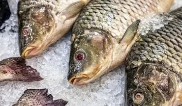 جدیدترین قیمت ماهی قزل آلا و سالمون در بازار | هرکیلو قزل آلا صادراتی چند دلار است؟