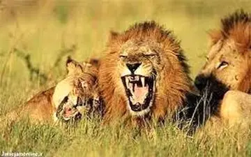 ویدیو دیدنی از حمله شیرهای گرسنه به یک زرافه