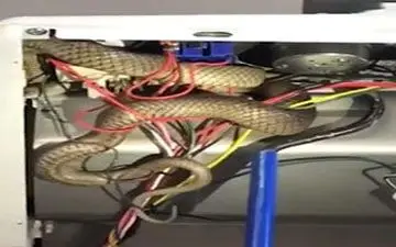 بیرون کشیدن مار از اجاق گاز