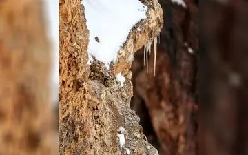 با هوش ها می تونند این تست هوش رو حل کنند/ ببر رو در تصویر پیدا کن