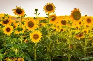 از مزرعه تا بطری؛ تولید روغن از تخمه آفتابگردان + ویدئو