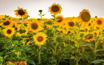 از مزرعه تا بطری؛ تولید روغن از تخمه آفتابگردان + ویدئو